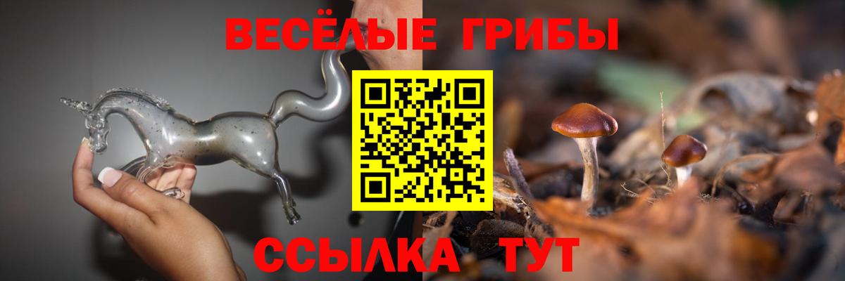 Галлюциногенные грибы Psilocybe Чехов